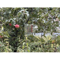 продажа  участок 14 сот. / Хрипань, Слободская ул.,